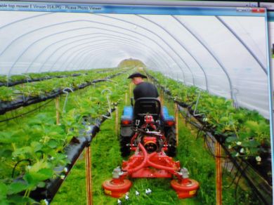 Mowing the grass under tabletop Strawberries in a tunnel house