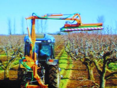 Mechanical pruning - topping trees