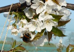 A busy bee in cherry blossom