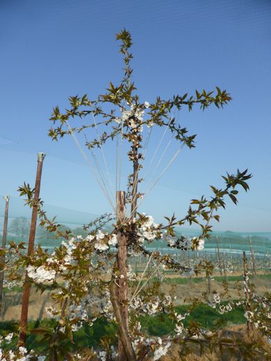 To maximise fruit bud formation tying down branches is an essential task
