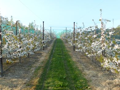 Merchant Cherries