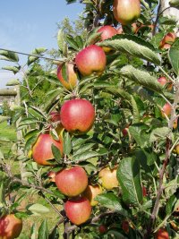 English Braeburn