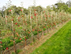 Young Braeburn Orchard