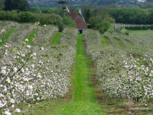 Beautiful Kent Countryside