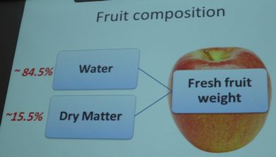 The composition of an apple is water and dry matter