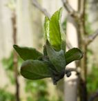 This fruit bud is now at the green cluster stage