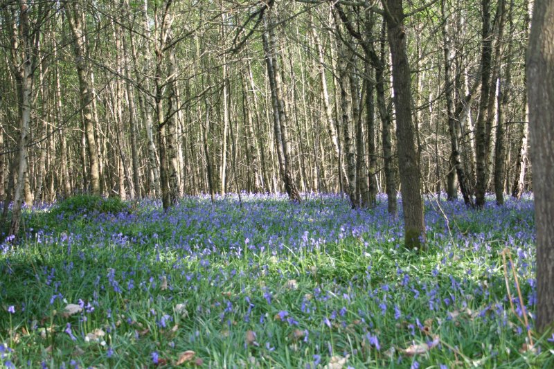 Bluebells in East Sussex