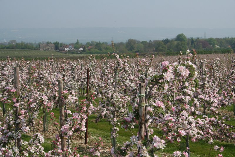 Braeburn in Bloom near West Malling in Kent