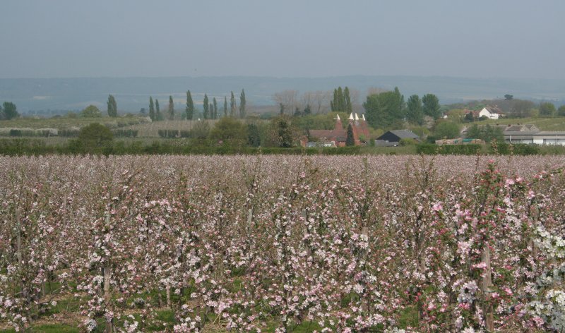 Braeburn in Bloom near West Malling in Kent