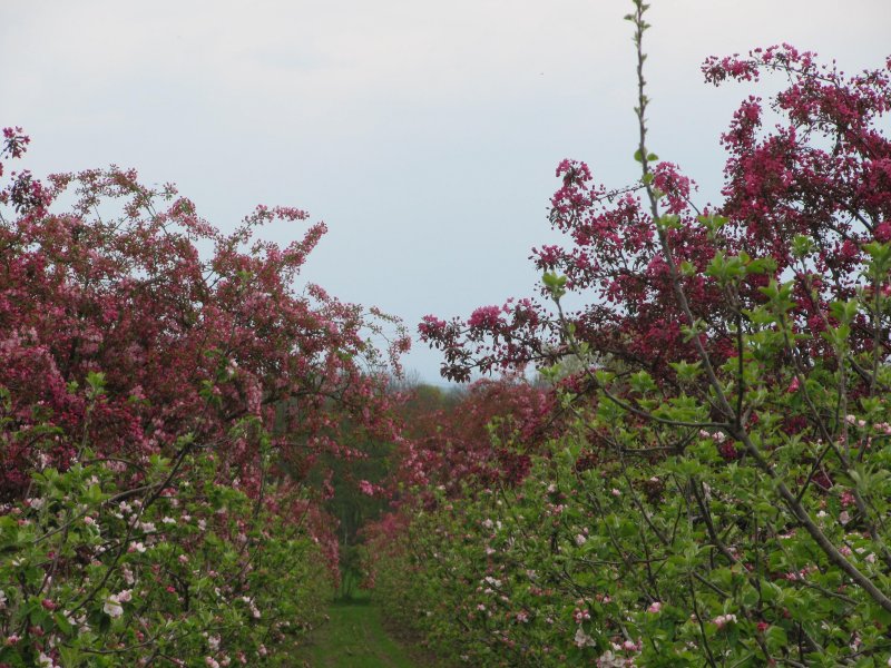 Magnificent Malus, amongst the Bramley blossom