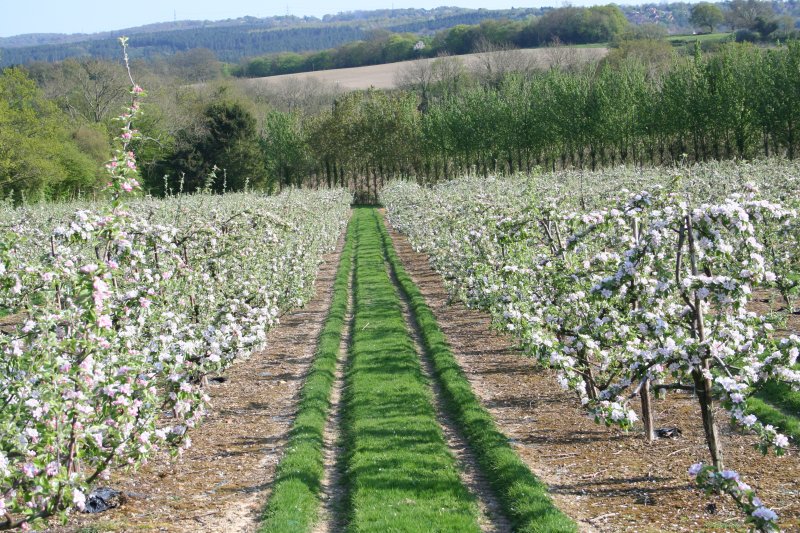 Cox in East Sussex