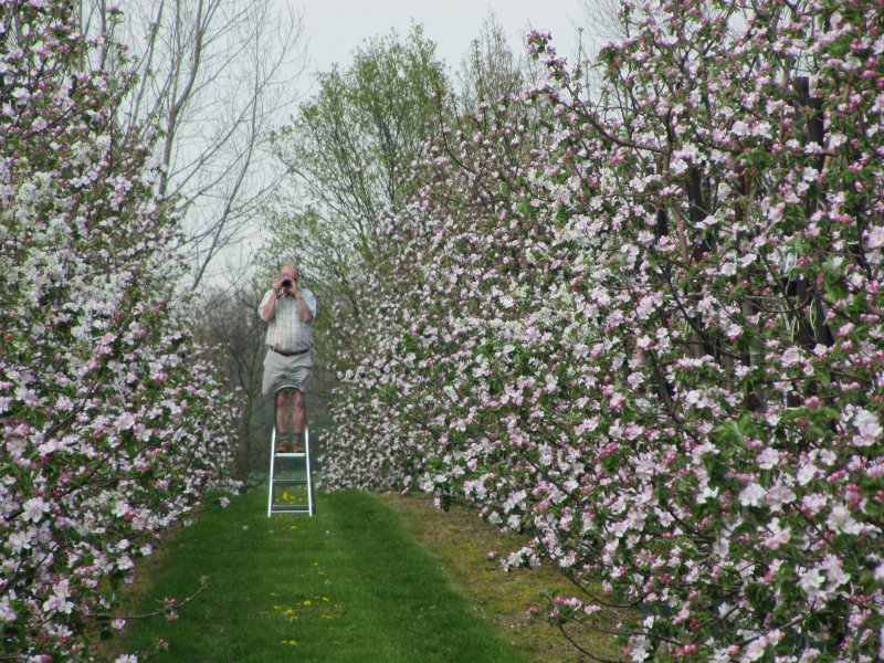 The English Apple Man in a Bramley orchard at Five Oak Green