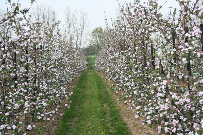 Bramley near Golden Green in West Kent