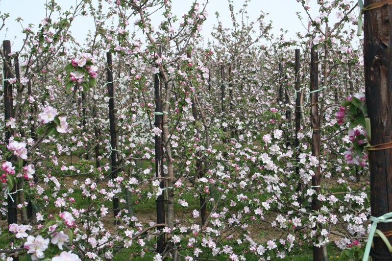 Young Bramley trees in an orchard near Five Oak Green in West Kent