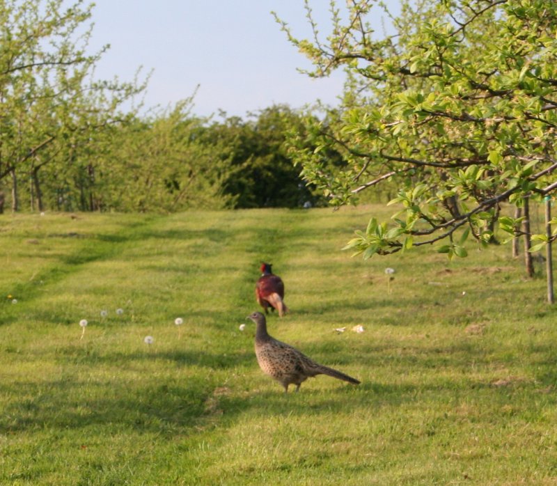 A pair of Pheasants in the evening sunshine