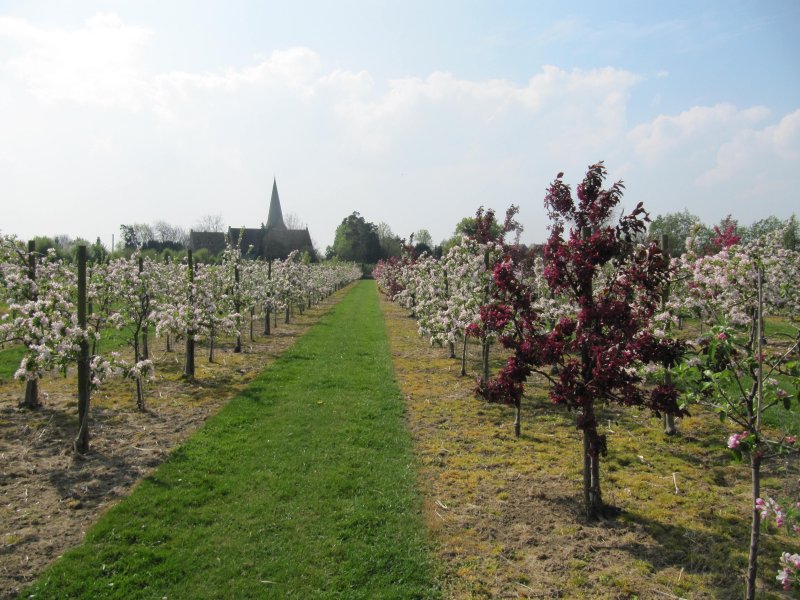 Bramley and Malus in an orchard at Collier Street in Kent