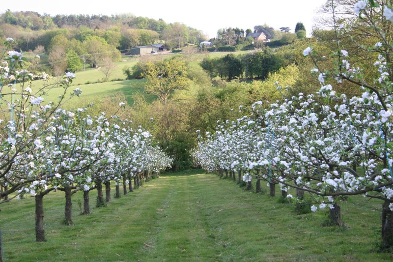 Organic Apples in East Sussex