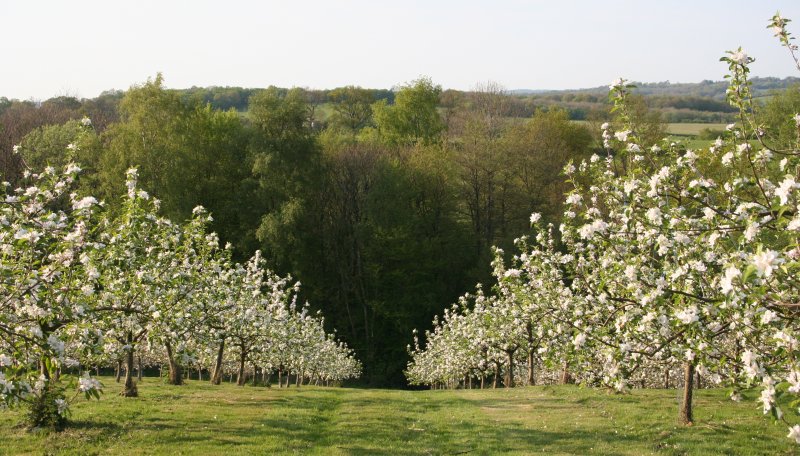 Organic Apple in East Sussex