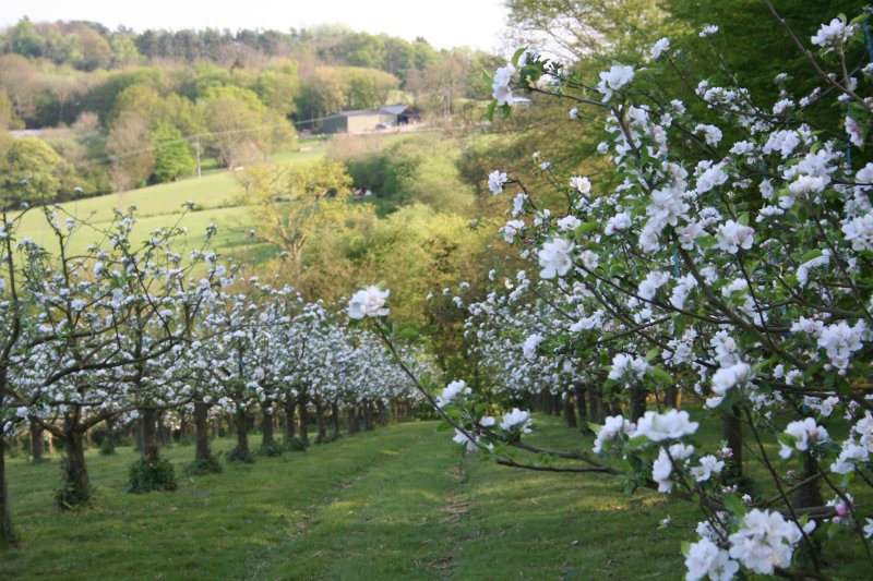 Organic Apple in East Sussex