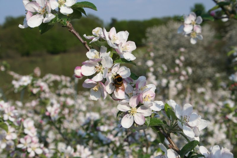 Mr. Bee hard at work in the apple blossom