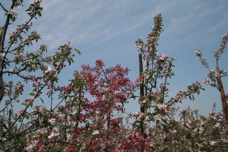 Jazz with Malus pollinator