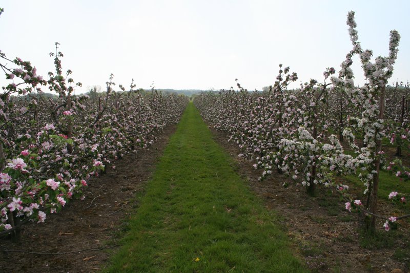 Bramley near Golden Green in Kent