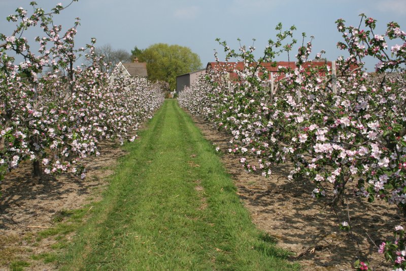 Bramley near Golden Green in Kent