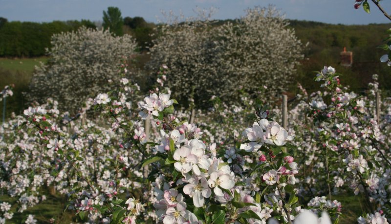 Organic Apple in East Sussex