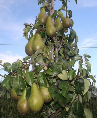 High quality Conference pears at Rectory Farm.