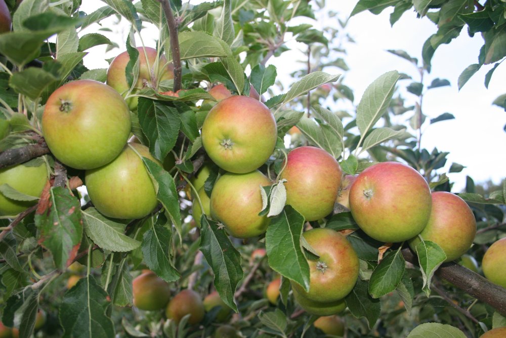 Cox skin finish is of the highest quality at Rectory Farm. Cox skin finish is of the highest quality at Rectory Farm.