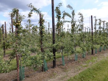 A Braeburn row at Parsonage Farm