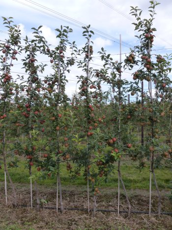 A Gala tree wall system