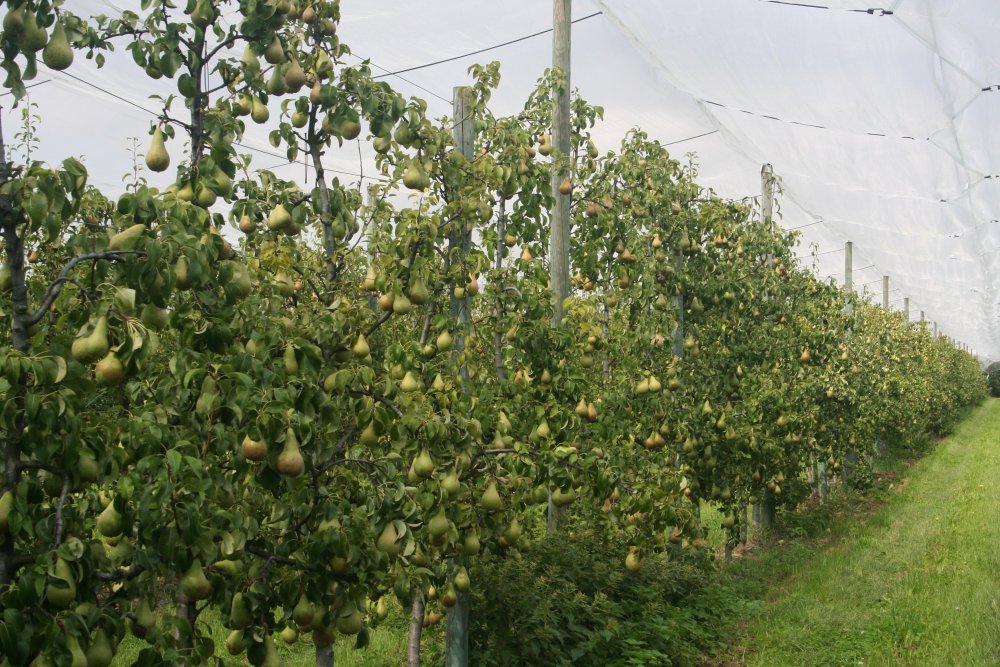 Conference Pears on the EMH rootstock