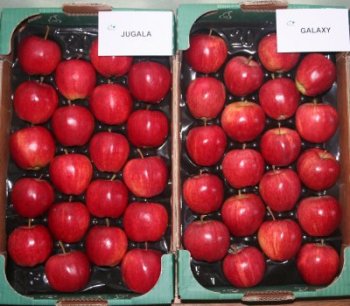 Jugala and Galaxy Gala clones