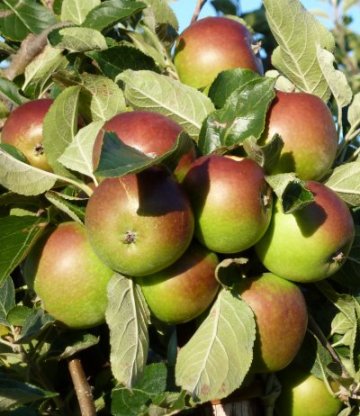 A bunch of very clean Cox apples at Northiam Farm