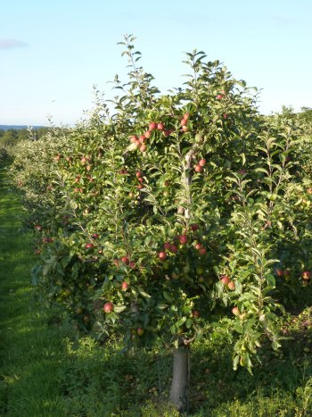 This Gala tree is carrying a very good crop