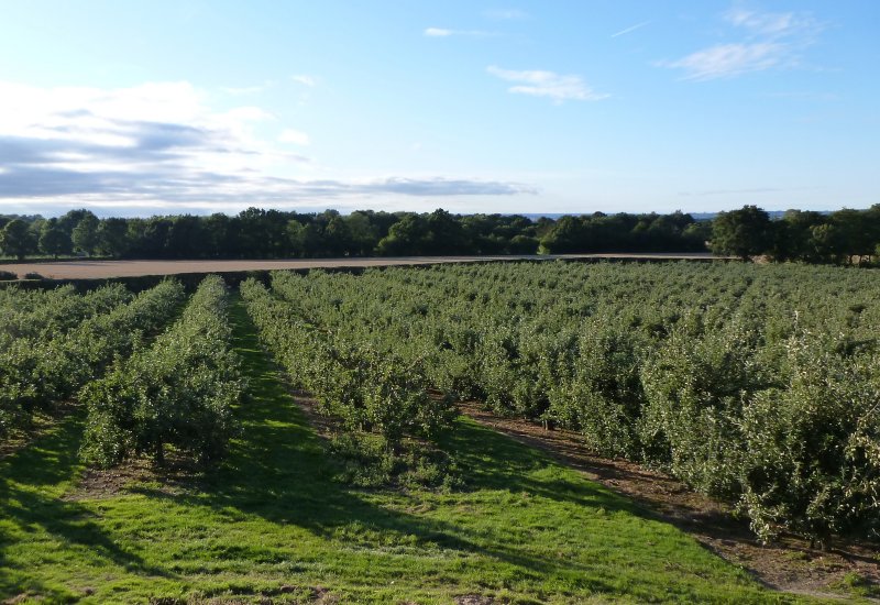 Views of Northiam Farm orchards