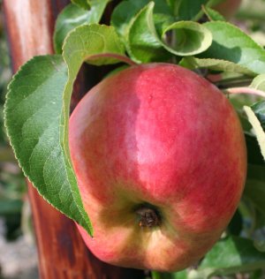 A ZARI apple 2 weeks before harvest