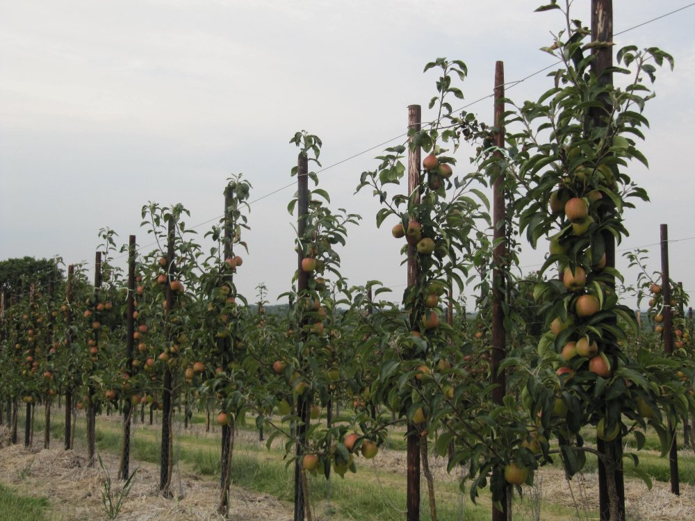 2 year old ZARI trees already carrying a good crop.