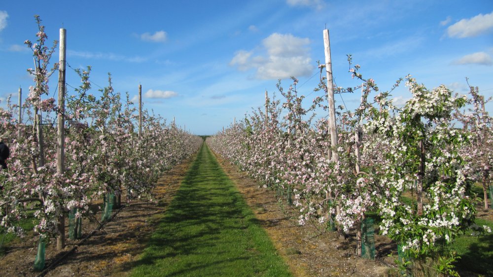 A vision of a modern orchard at Adrian Scripps, Wenderton Farm.