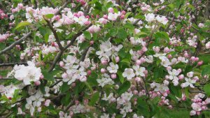 Blossom time at Castle Fram