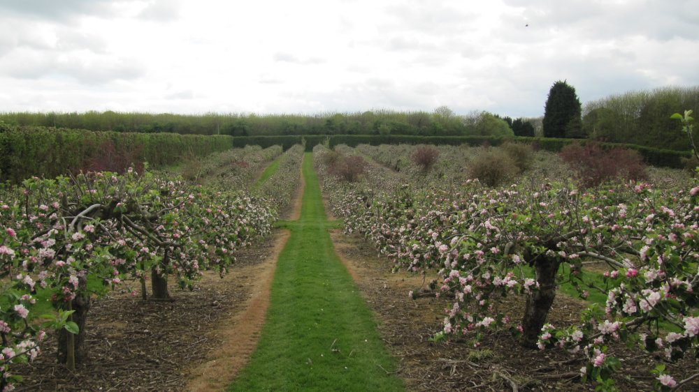 Castle Farm Bramley in bloom