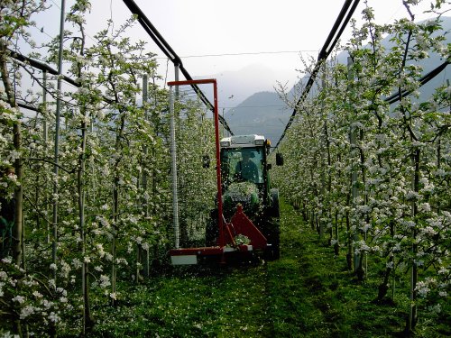 A blossom thinner in action