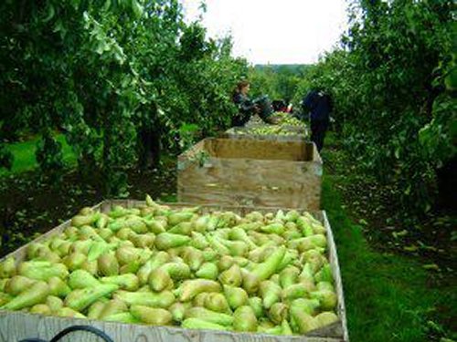 Harvesting Pears at Broadwater