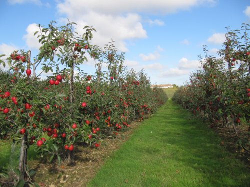 Jazz apple orchard just before harvest