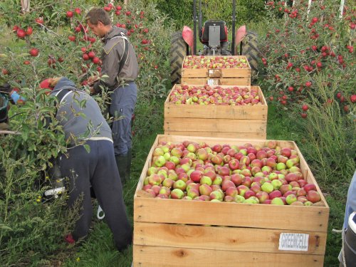 Harvesting Apples at Broadwater