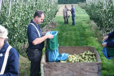 Filling the bins with superb quality pears Filling the bins with superb quality pears