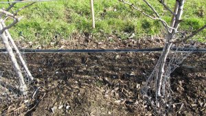 Trickle irrigation pipes in a modern Conference Pear orchard Trickle irrigation pipes in a modern Conference Pear orchard