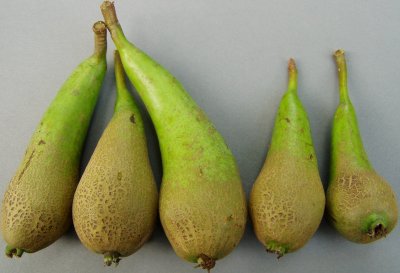 Pears with rough russet which should be removed Pears with rough russet which should be removed