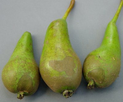 Pears with russet which should be removed Pears with russet which should be removed